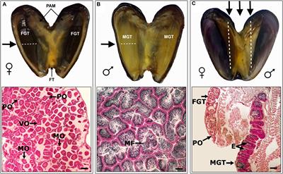 Trioecy in the Marine Mussel Semimytilus algosus (Mollusca, Bivalvia): Stable <mark class="highlighted">Sex Ratios</mark> Across 22 Degrees of a Latitudinal Gradient